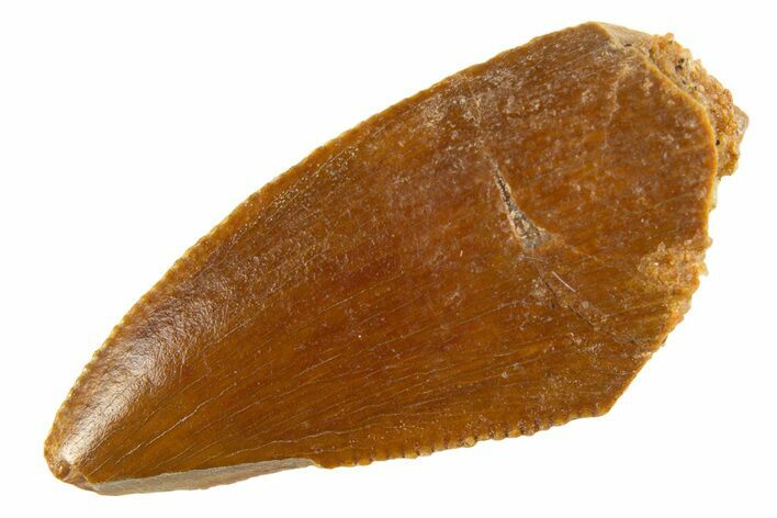Serrated Raptor Tooth - Real Dinosaur Tooth #332084